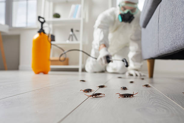 Commercial Rodent Management in Munford